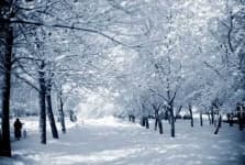 Sample 5 – Snowy