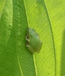 Sample 6 – Frog