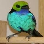 Sample 1 – Paradise tanager