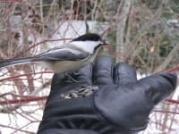 Sample 3 – Chickadee