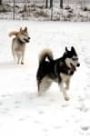 Sample 2 – Eskimo dog
