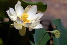 Sample 5 – Lotus