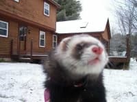 Sample 1 – Black footed ferret