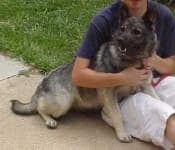 Sample 2 – Norwegian elkhound