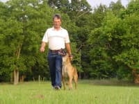 Sample 1 – Malinois