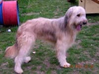 Sample 2 – Briard