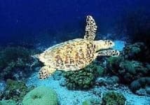 Sample 5 – Hawksbill