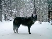 Sample 1 – Wolf