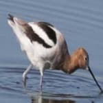 Sample 4 – American avocet