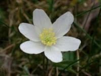 Sample 6 – Windflower