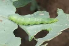 Sample 5 – Damage to cabbage leaves