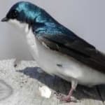 Sample 5 – Tree swallow