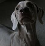 Sample 4 – Weimaraner