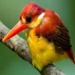 Sample 1 – Rufous kingfisher