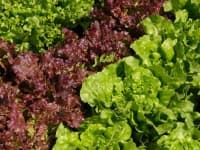 Sample 2 – Lettuce
