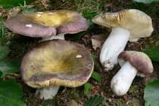 Sample 4 – Russula