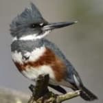Sample 1 – Belted kingfisher
