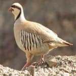 Sample 4 – Chukar partridge