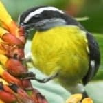 Sample 6 – Bananaquit