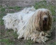 Sample 6 – Komondor