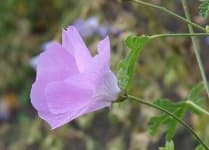 Sample 3 – Pelargonium
