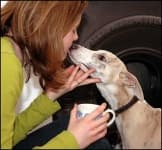 Sample 5 – Whippet