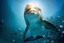 Sample 1 – Dolphin