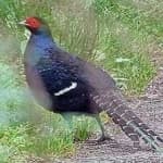Sample 9 – Mikado pheasant