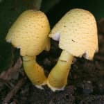 Sample 1 – Mushroom
