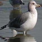 Sample 1 – California gull