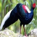 Sample 2 – Swinhoes pheasant