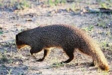 Sample 3 – Mongoose