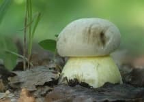 Sample 1 – Boletus