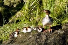 Sample 4 – Red breasted merganser