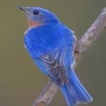 Sample 5 – Eastern bluebird