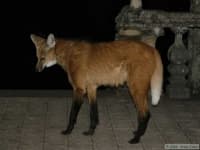 Sample 1 – Red wolf