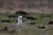 Sample 5 – Weasel