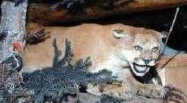 Sample 2 – Cougar body