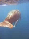 Sample 4 – Dugong