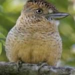 Sample 4 – Barred puffbird