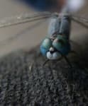 Sample 2 – Dragonfly