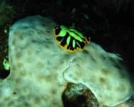 Sample 4 – Flatworm