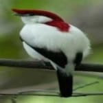 Sample 1 – Araripe manakin