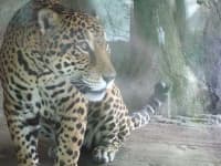 Sample 8 – Jaguar car