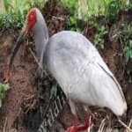 Sample 2 – Asian crested ibis