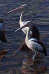 Sample 2 – Pelican