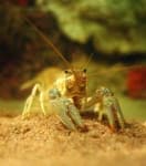 Sample 6 – Crayfish