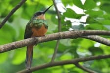 Jacamar image dataset preview