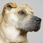 Sample 6 – Shar pei