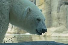 Sample 4 – Ice bear